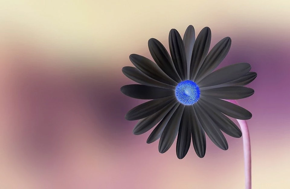 Editar imagen en terminal