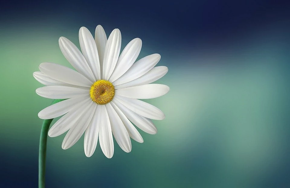 Editar imagen en terminal