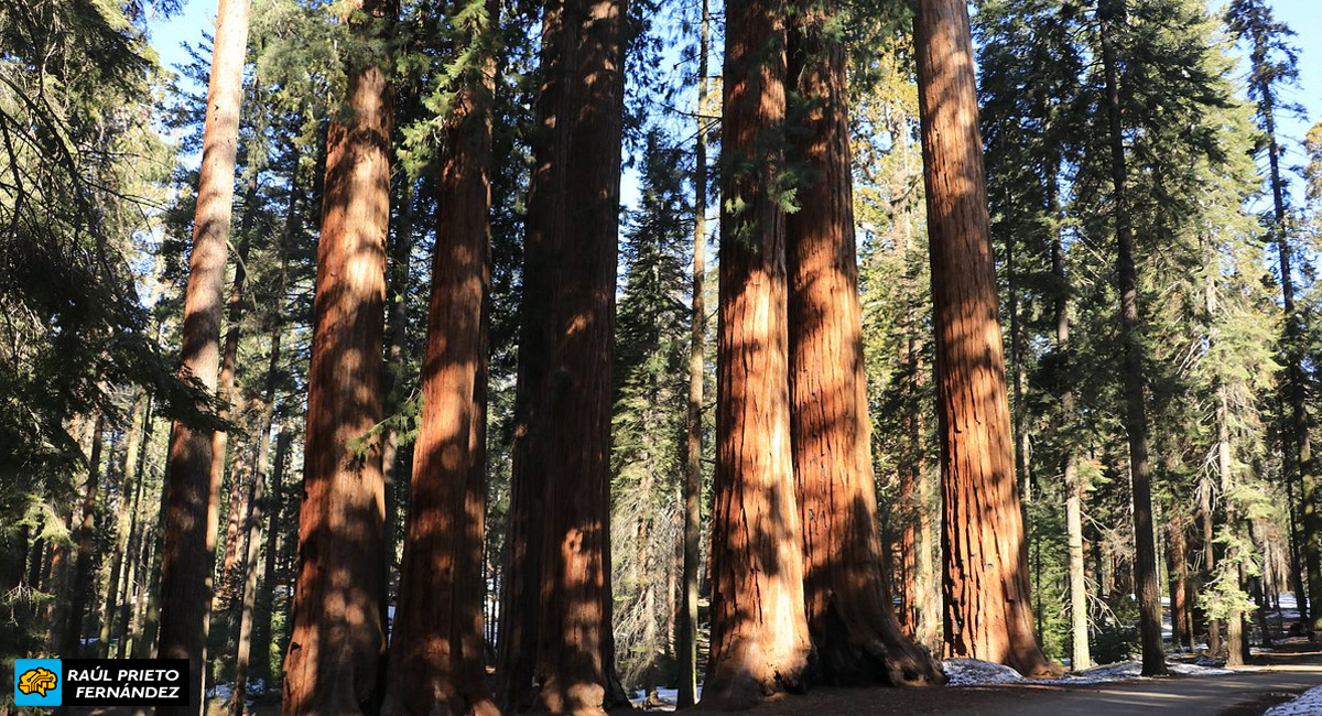 Qué visitar en Sequoia National Park