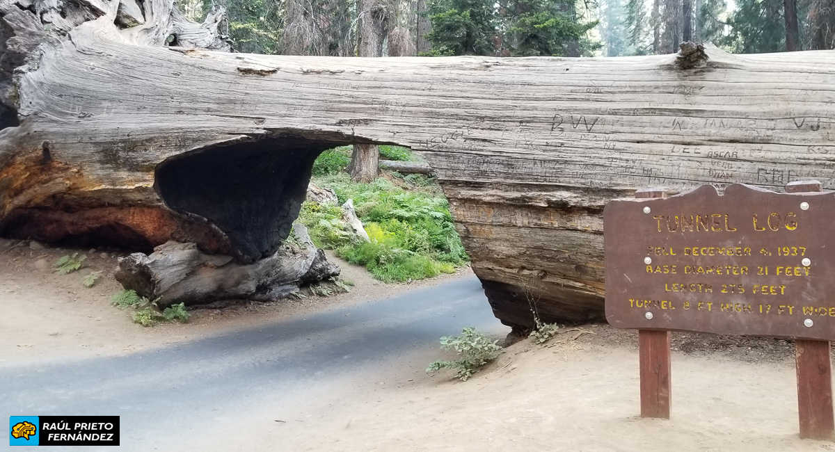 Qué visitar en Sequoia National Park