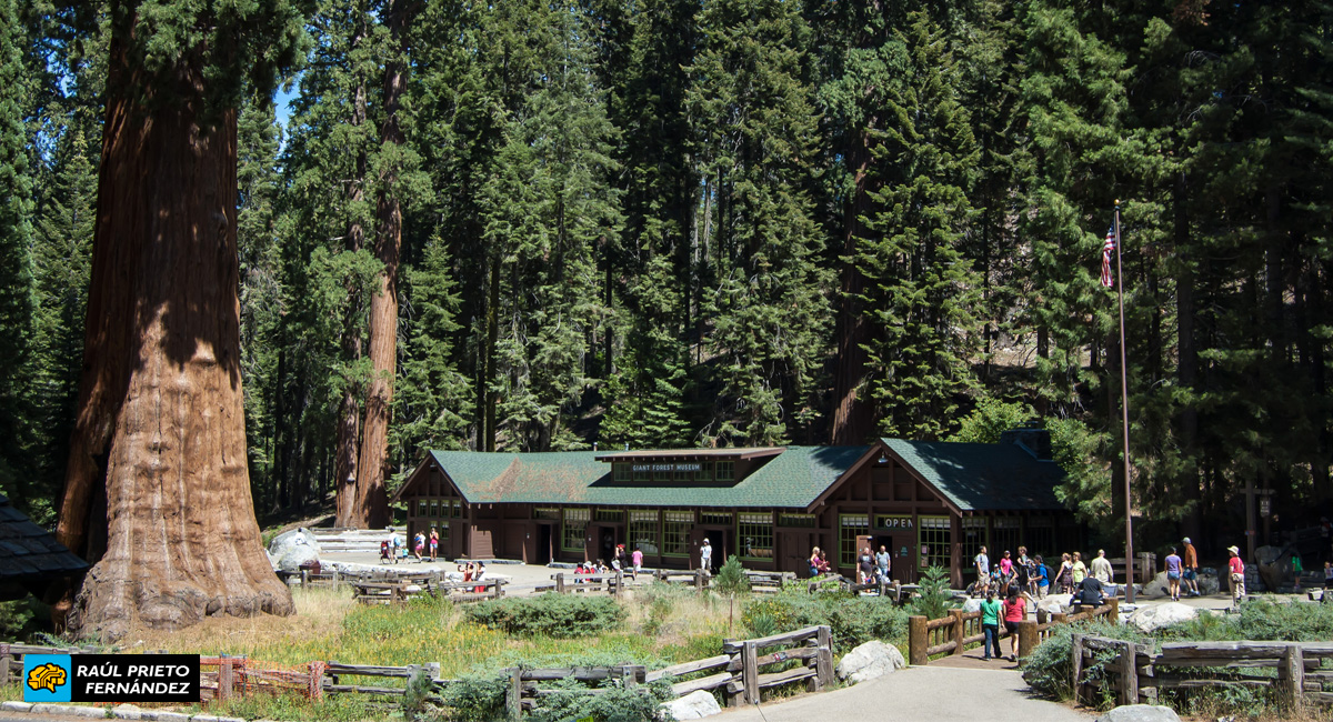 Qué visitar en Sequoia National Park