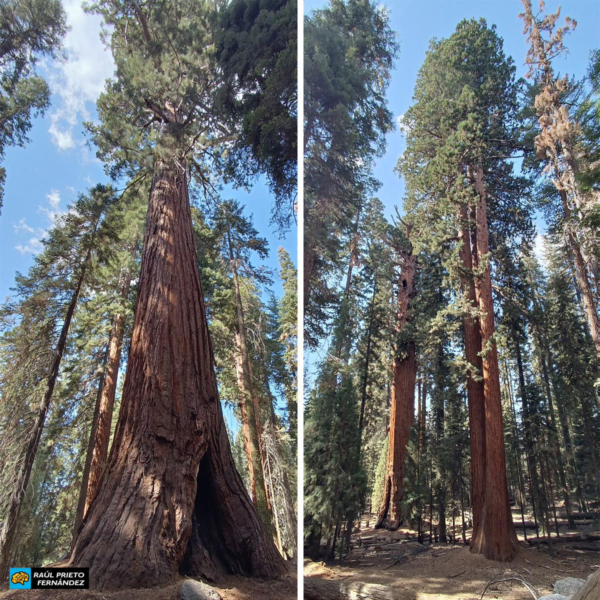Qué visitar en Sequoia National Park