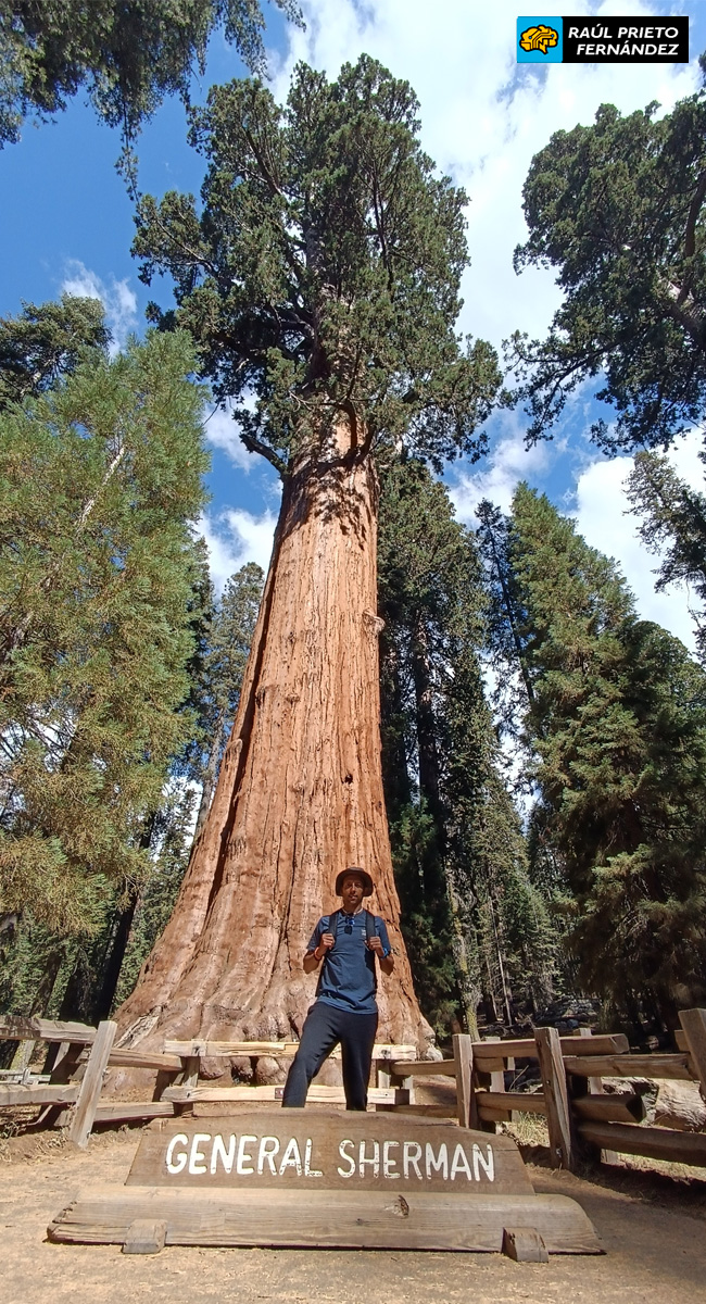 Qué visitar en Sequoia National Park