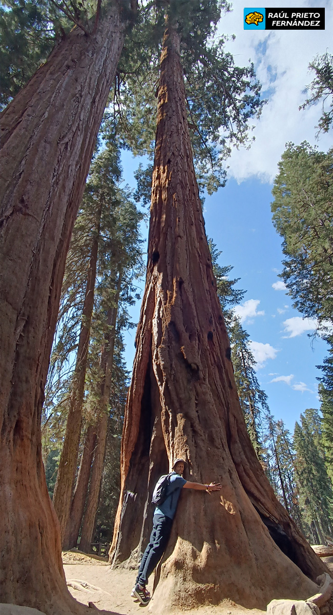 Qué visitar en Sequoia National Park