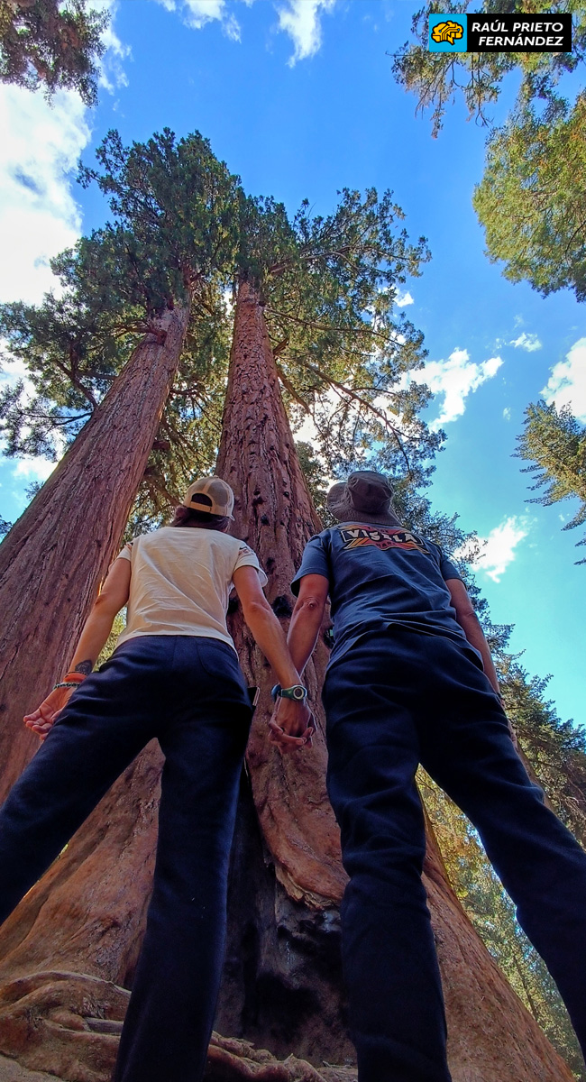 Qué visitar en Sequoia National Park