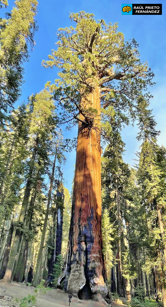 Qué visitar en Sequoia National Park