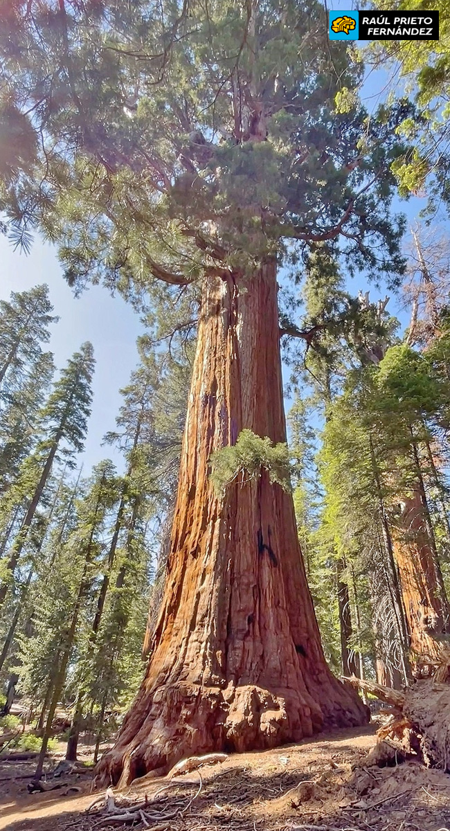 Qué visitar en Sequoia National Park