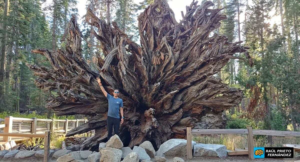 Qué visitar en Mariposa Grove