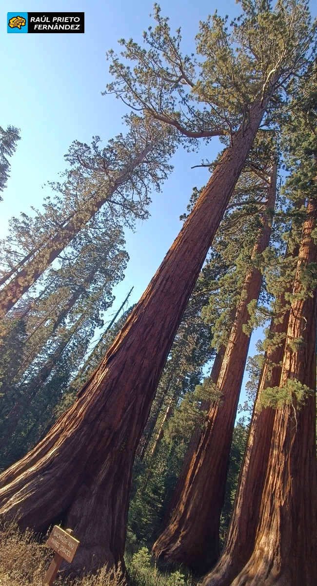 Qué visitar en Mariposa Grove