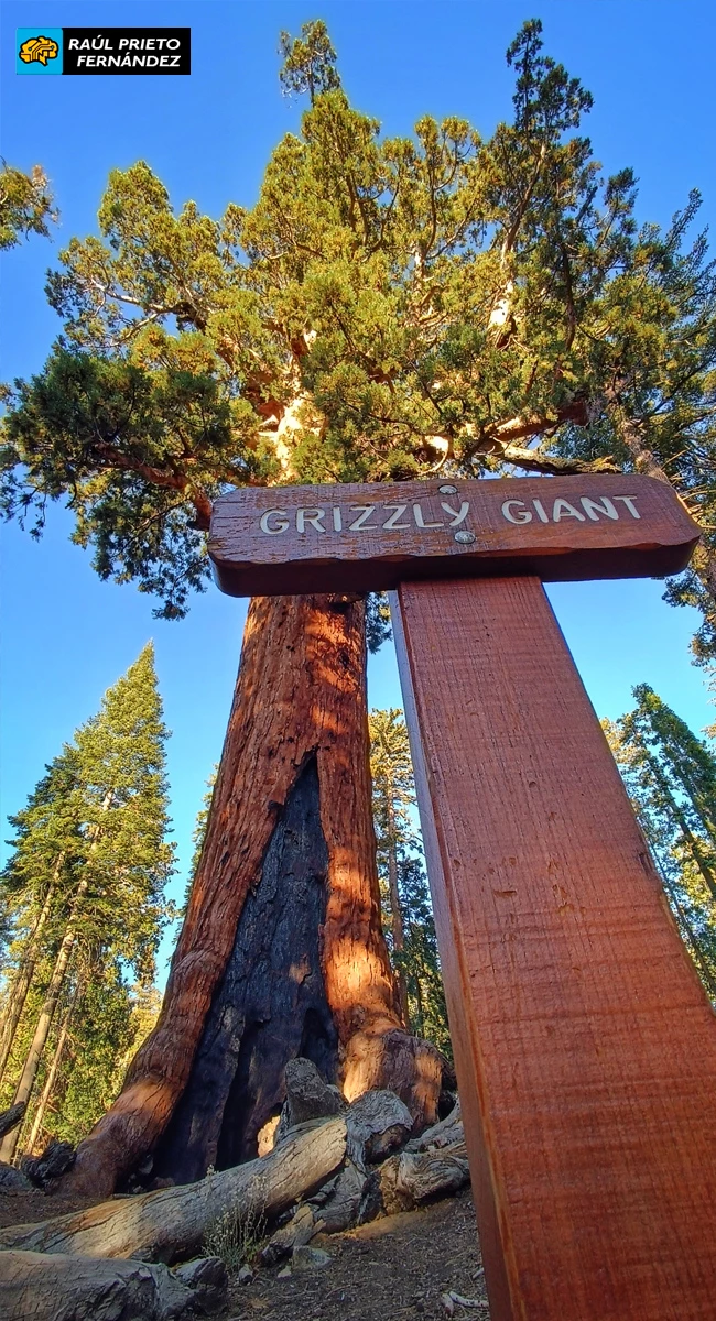 Qué visitar en Mariposa Grove