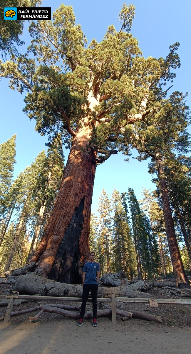 Qué visitar en Mariposa Grove
