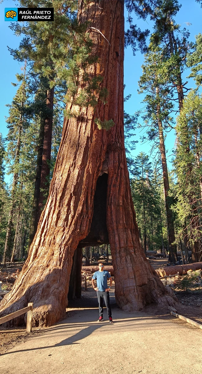 Qué visitar en Mariposa Grove