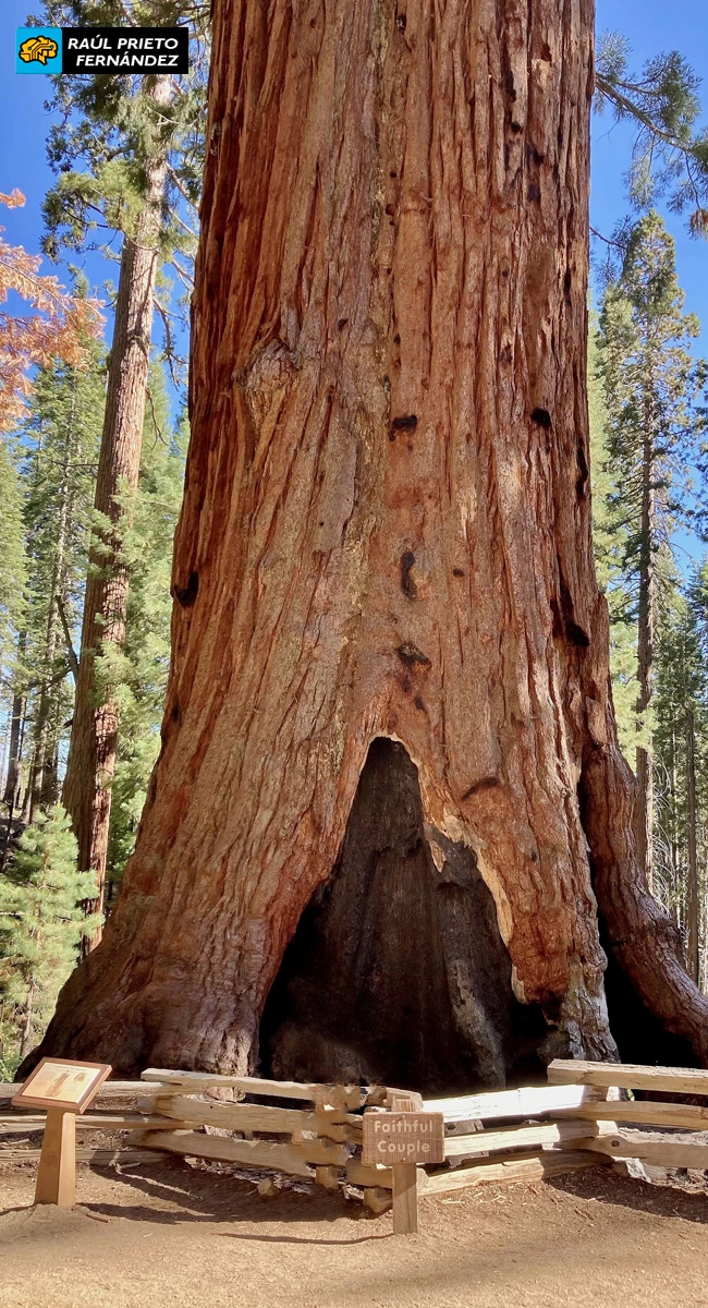 Qué visitar en Mariposa Grove