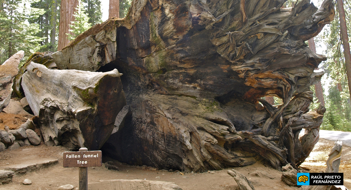 Qué visitar en Mariposa Grove